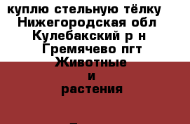 куплю стельную тёлку  - Нижегородская обл., Кулебакский р-н, Гремячево пгт Животные и растения » Другие животные   